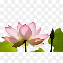 爱莲说荷花-空若网 爱莲说荷花-空若网