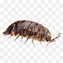 手绘的蚕-空若网 手绘的蚕-空若网