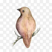 手绘麻雀-空若网 手绘麻雀-空若网