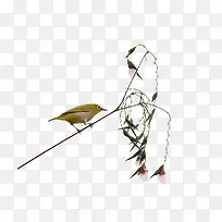 绣眼鸟在草枝上-空若网 绣眼鸟在草枝上-空若网