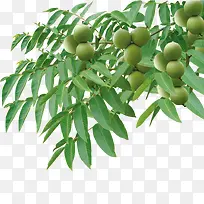 高清摄影绿色的核桃树-空若网 高清摄影绿色的核桃树-空若网