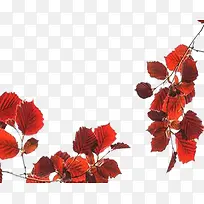 ��ɫ��Ҷ-������