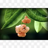 无花果植物摄影微距-空若网 无花果植物摄影微距-空若网