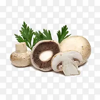 ��ɫ�㹽-������