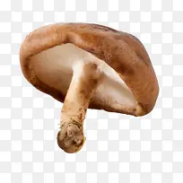 香菇-空若网 香菇-空若网