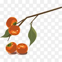 柿子和树枝-空若网 柿子和树枝-空若网