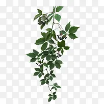 ��Ҷ-������