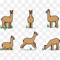 吃草的羊驼-空若网 吃草的羊驼-空若网