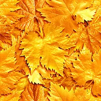 »ÆÒ¶±³¾°-¿ÕÈôÍø »ÆÒ¶±³¾°-¿ÕÈôÍø