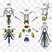 昆虫口器蚊虫节肢动物昆虫形态昆虫-空若网 昆虫口器蚊虫节肢动物昆虫形态昆虫-空若网