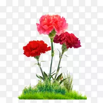 ����ܰ�л���ƻ���-����-������