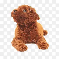 抬头的泰迪狗狗-空若网 抬头的泰迪狗狗-空若网