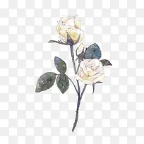 白色玫瑰-空若网 白色玫瑰-空若网