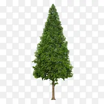 绿色圣诞树造型大树-空若网 绿色圣诞树造型大树-空若网