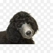 黑色贵宾犬-空若网 黑色贵宾犬-空若网