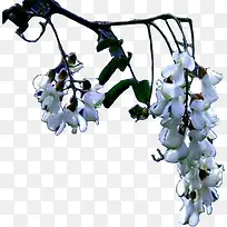 槐花-空若网 槐花-空若网