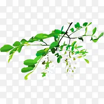 槐花-空若网 槐花-空若网