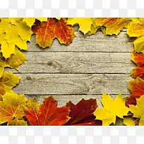 ľ�屳������ͩҶ����-������