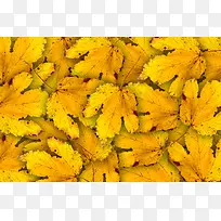 秋天树叶背景-空若网 秋天树叶背景-空若网