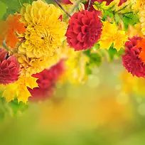 ������Ҷ����-������