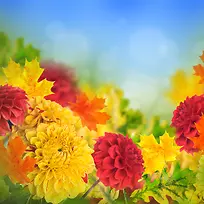 秋天树叶花朵背景-空若网 秋天树叶花朵背景-空若网