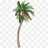 热带模糊作物大树-空若网 热带模糊作物大树-空若网