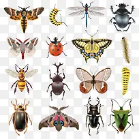 卡通昆虫-空若网 卡通昆虫-空若网