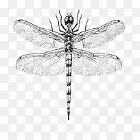 矢量彩绘-空若网 矢量彩绘-空若网