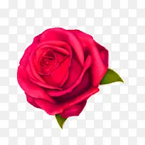 粉色玫瑰花-空若网 粉色玫瑰花-空若网