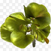 创意芭蕉树-空若网 创意芭蕉树-空若网