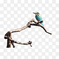 蓝鸟停在树枝上-空若网 蓝鸟停在树枝上-空若网