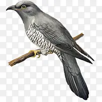 ��֦�ϵ�ʸ��С��-������