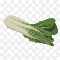 手绘图片 青菜-空若网 手绘图片 青菜-空若网