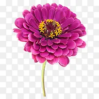 PNG百日草免抠-空若网 PNG百日草免抠-空若网