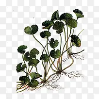 �滭���ѩ��-������