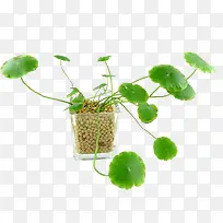 »ýÑ©²ÝÅèÔÔ-¿ÕÈôÍø »ýÑ©²ÝÅèÔÔ-¿ÕÈôÍø