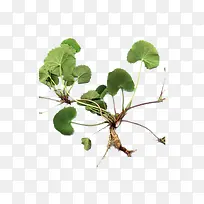 积雪草实物-空若网 积雪草实物-空若网