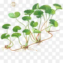 积雪草的详图-空若网 积雪草的详图-空若网