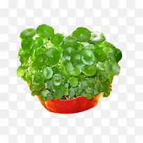 ��ѩ�ݹ�Ч-������