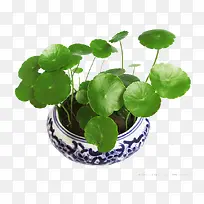 ��ѩ��-������