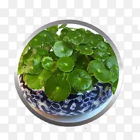 种植积雪草避免干竭-空若网 种植积雪草避免干竭-空若网