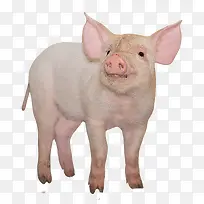 白色小猪-空若网 白色小猪-空若网