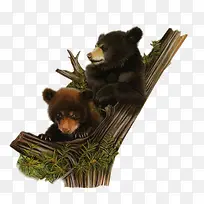 Ê÷Ö¦ÉϵÄרÐÜËØ²Ä-¿ÕÈôÍø Ê÷Ö¦ÉϵÄרÐÜËØ²Ä-¿ÕÈôÍø