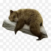 ��ɫſ����֦�ϵ�С��-������