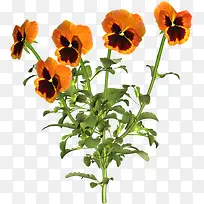 橙色鸢尾花-空若网 橙色鸢尾花-空若网