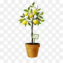 柠檬树素材-空若网 柠檬树素材-空若网