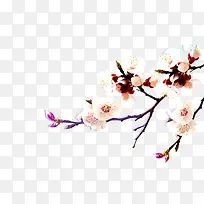 梅花-空若网 梅花-空若网