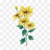 黄色菊花-空若网 黄色菊花-空若网