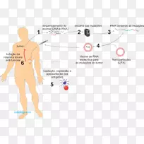 疫苗免疫学免疫系统癌症免疫治疗-癌症-空若网 疫苗免疫学免疫系统癌症免疫治疗-癌症-空若网