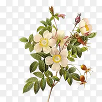 山茶花插画-空若网 山茶花插画-空若网